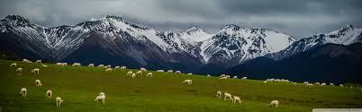 sheep-pasture.jpg